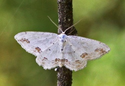 Scopula ornata.R.Kindurio.150614-03.jpg