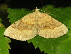 Scotopteryx chenopodiata 6 2006-07-24.jpg