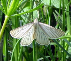 Siona lineata.2007-06-09.jpg