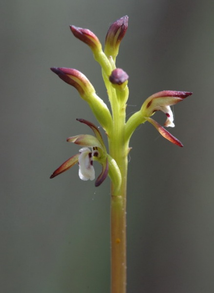 Vaizdas:Sirdine dviduone.MKE.jpg