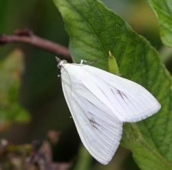 Sitochroa palealis.R.Kindurio.150706-05.jpg