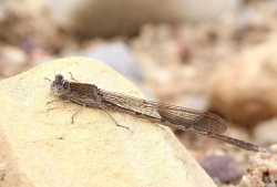 Sympecma paedisca.Rimvydo.MKE.jpg