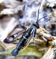 Alksninis stiklasparnis (Synanthedon spheciformis)