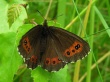 Tamsioji erebija (Erebia ligea)