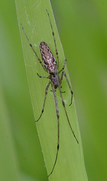 Vaizdas:Tetragnatha montana.jpg