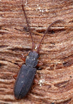 Uleiota planata.Rimvydo. 100508-28.jpg