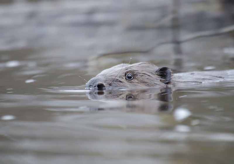 Vaizdas:Upinis bebras.jpg
