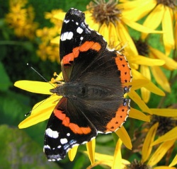 Vanessa atalanta.MKE.2010-08-28.jpg