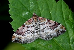 Xanthorhoe quadrifasciata.RimvydoKindurio.100529.jpg