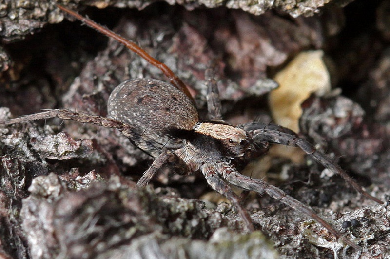 Vaizdas:Xerolycosa nemoralis.RimvydoKindurio.120630.jpg