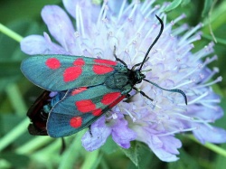 Zygaena viciae.MKE.2010-07-11.jpg